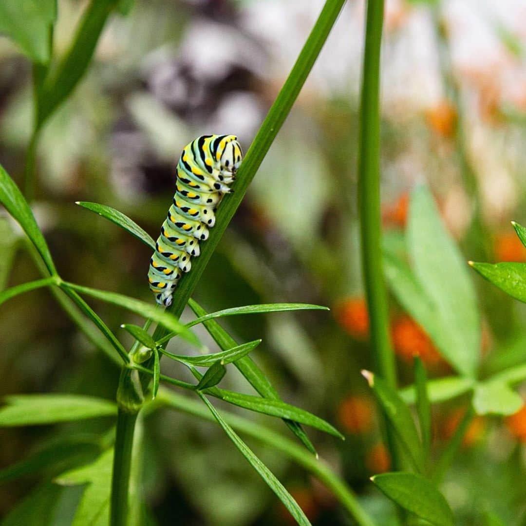 ニューヨーク植物園のインスタグラム