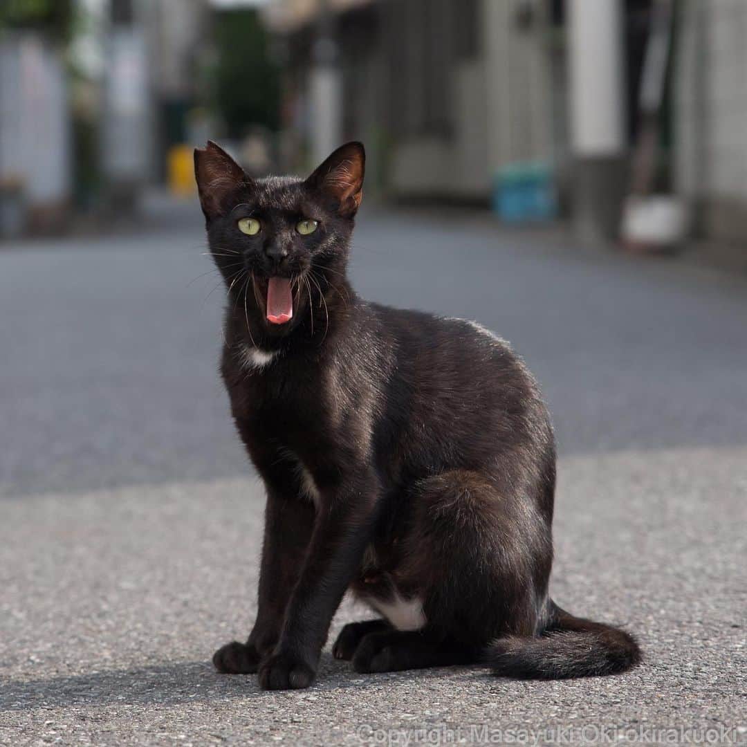 Masayukiさんのインスタグラム写真 - (MasayukiInstagram)「あくびでるね。  #Cat #ねこ」8月21日 18時44分 - okirakuoki