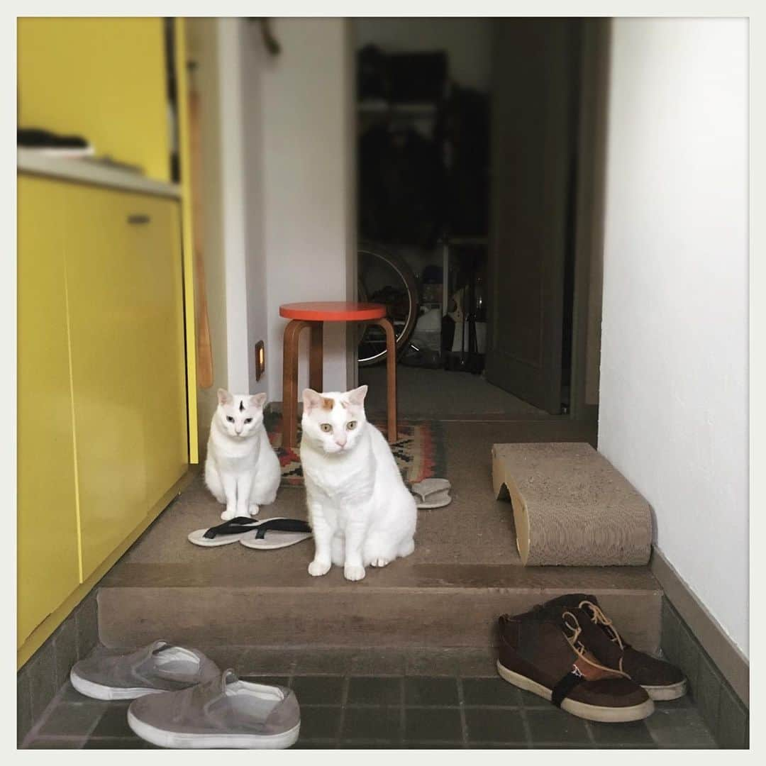 kumikoさんのインスタグラム写真 - (kumikoInstagram)「珍しくツーショットでお出迎え。」8月21日 17時22分 - makudeco