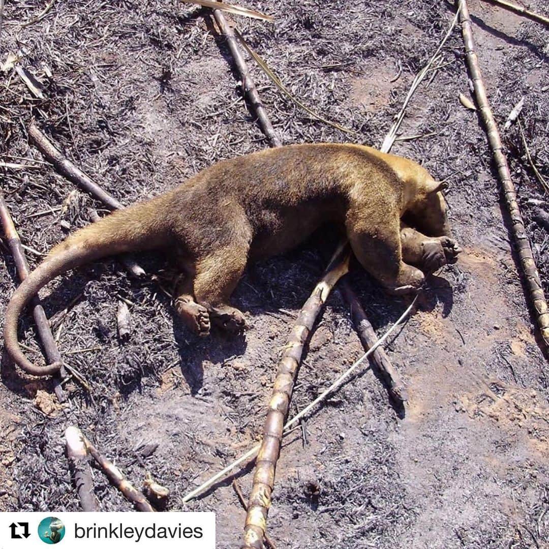 ブリアナ・エヴィガンさんのインスタグラム写真 - (ブリアナ・エヴィガンInstagram)「#Repost @brinkleydavies with @get_repost THANK YOU FOR SHARING BRINKLEY THIS IS DEVASTATING. ・・・ I’m heartbroken to share this . . . And to know it’s not even made mainstream media, the Amazon is burning and has been for 16 days.  We are on the verge of losing it completely if the fire isn’t put out soon. The loss of trees, the loss of biodiversity is what is accelerating climate change...and yet nobody is saying a word. Nobody is doing anything for our largest rainforest in the world. Nobody is doing anything for some of the most beautiful people in the world, nobody is doing anything for the incredible animals there either. Wildfires often occur in the dry season in Brazil but these fires, are being deliberately started in efforts to illegally deforest land for cattle ranching. 😪 We all need to share this, before we suffer some major consequences due to irresponsible behavior and inaction, spreading awareness to everyone is crucial to saving the rainforest from destruction! News/media outlets are quick to cover political controversy and negative stories, but won’t talk about this urgent issue, so we must all use our social media platforms and send them this post and when they get enough emails, DMs and messages about this story they will be forced to cover it and then the world will finally see what’s happening ! Please share this post with any news media you follow and with share with your followers and tell them to share it too…let’s all do what we can to get the word out and SAVE THE RAINFOREST BY WORKING TOGETHER! . Thank you for the head’s up @karmagawa @balubluefoundation  #prayforbrazil #prayforamazonia #savetherainforest #karmagawa #BaluBlue #PrayForAmazonia . If you want the article with updated stats, see my stories for BBC article」8月21日 17時51分 - brianaevigan