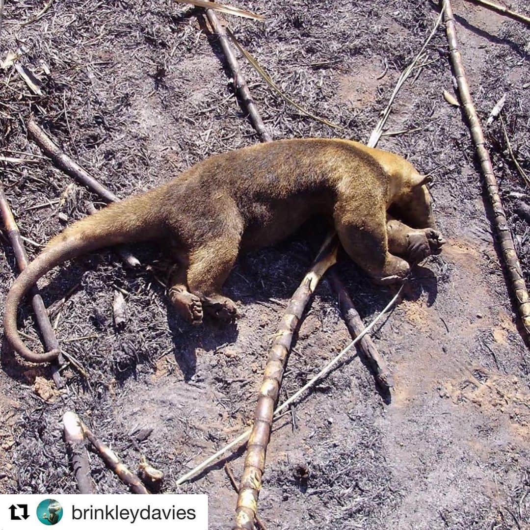 ブリアナ・エヴィガンのインスタグラム：「#Repost @brinkleydavies with @get_repost THANK YOU FOR SHARING BRINKLEY THIS IS DEVASTATING. ・・・ I’m heartbroken to share this . . . And to know it’s not even made mainstream media, the Amazon is burning and has been for 16 days.  We are on the verge of losing it completely if the fire isn’t put out soon. The loss of trees, the loss of biodiversity is what is accelerating climate change...and yet nobody is saying a word. Nobody is doing anything for our largest rainforest in the world. Nobody is doing anything for some of the most beautiful people in the world, nobody is doing anything for the incredible animals there either. Wildfires often occur in the dry season in Brazil but these fires, are being deliberately started in efforts to illegally deforest land for cattle ranching. 😪 We all need to share this, before we suffer some major consequences due to irresponsible behavior and inaction, spreading awareness to everyone is crucial to saving the rainforest from destruction! News/media outlets are quick to cover political controversy and negative stories, but won’t talk about this urgent issue, so we must all use our social media platforms and send them this post and when they get enough emails, DMs and messages about this story they will be forced to cover it and then the world will finally see what’s happening ! Please share this post with any news media you follow and with share with your followers and tell them to share it too…let’s all do what we can to get the word out and SAVE THE RAINFOREST BY WORKING TOGETHER! . Thank you for the head’s up @karmagawa @balubluefoundation  #prayforbrazil #prayforamazonia #savetherainforest #karmagawa #BaluBlue #PrayForAmazonia . If you want the article with updated stats, see my stories for BBC article」