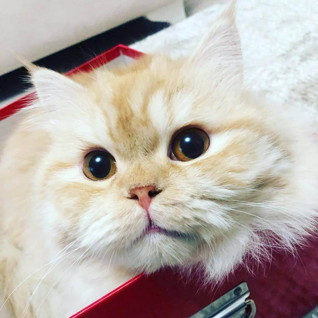 CatStockerさんのインスタグラム写真 - (CatStockerInstagram)「Hello! #catstocker is here!  Follow our FURRriend @pufuthecat  Scroll right for more pictures 👉 . . . . . #cat #neko #mačka #chat #kočka #котка #kot #кіт #mače #кошка #кот #katze #gato #gatto #kissa #kattunge #猫 #고양이 #貓 #kedi #köttur  #子猫 #חתול #кішка #gatinho #котенок #子猫 #gatito #kitten」8月21日 18時14分 - catstocker