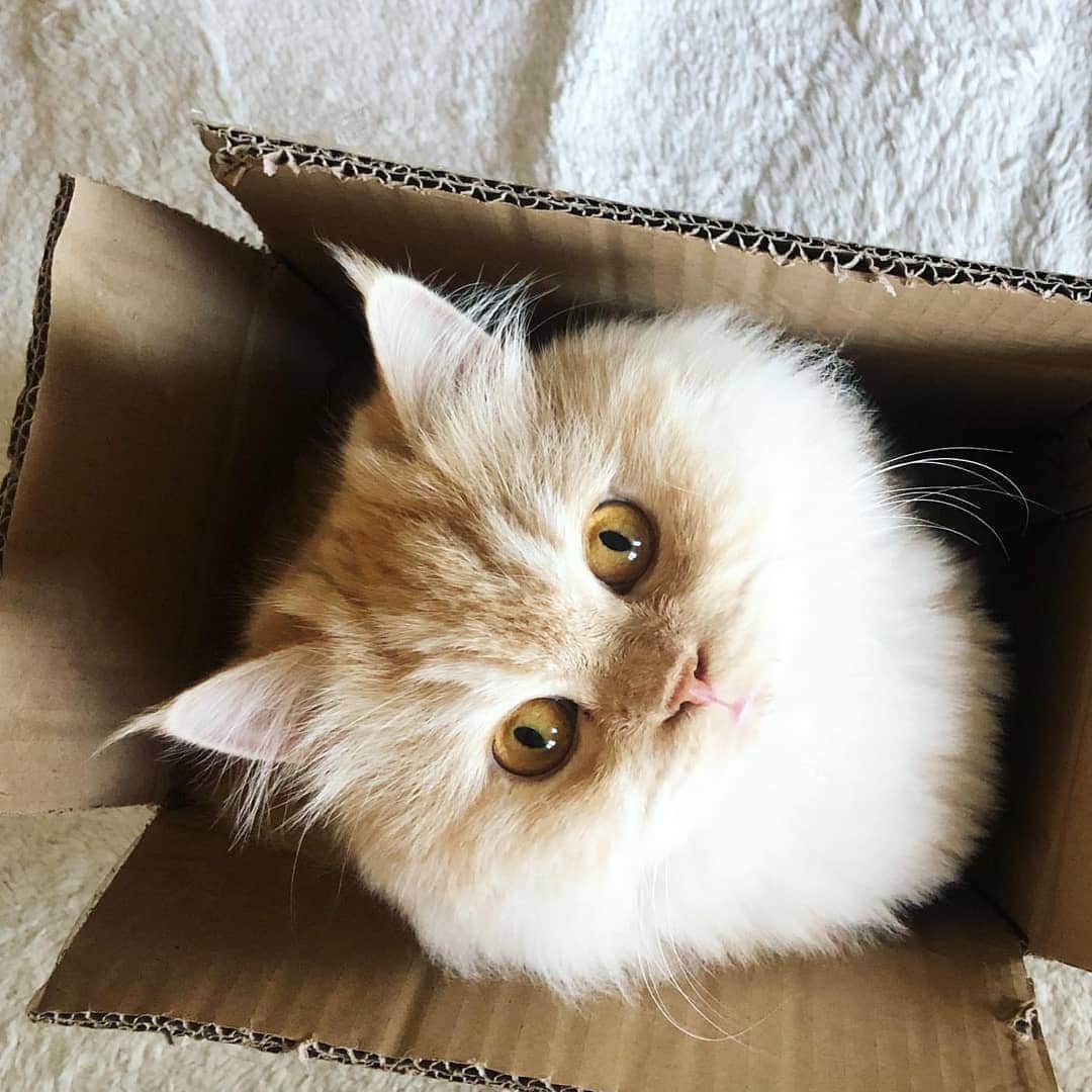 CatStockerのインスタグラム：「Hello! #catstocker is here!  Follow our FURRriend @pufuthecat  Scroll right for more pictures 👉 . . . . . #cat #neko #mačka #chat #kočka #котка #kot #кіт #mače #кошка #кот #katze #gato #gatto #kissa #kattunge #猫 #고양이 #貓 #kedi #köttur  #子猫 #חתול #кішка #gatinho #котенок #子猫 #gatito #kitten」