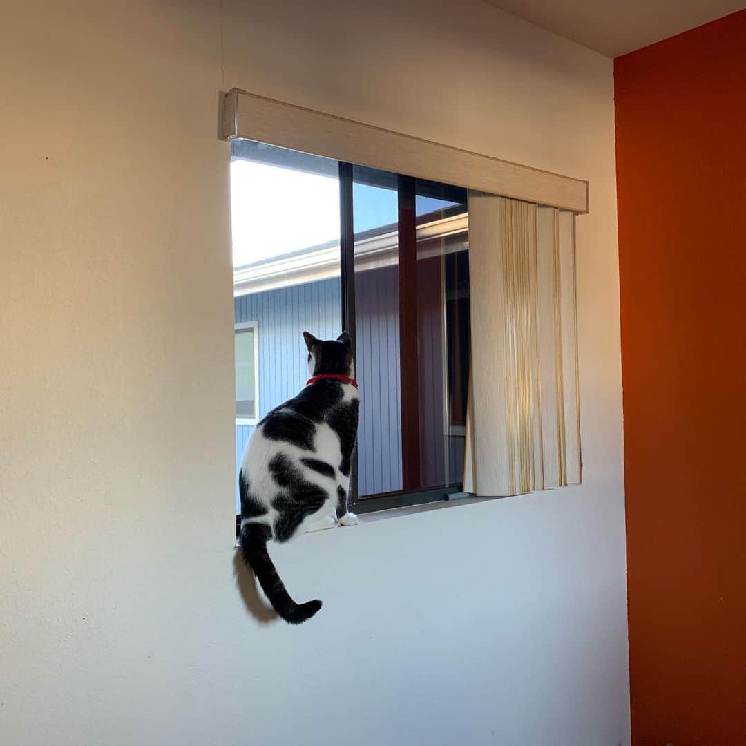 飯島寛子さんのインスタグラム写真 - (飯島寛子Instagram)「Soraくん 新しい家にもちょっと慣れてきたね。 #猫のいる暮らし #ハワイライフ」8月21日 18時14分 - hirokoiijima