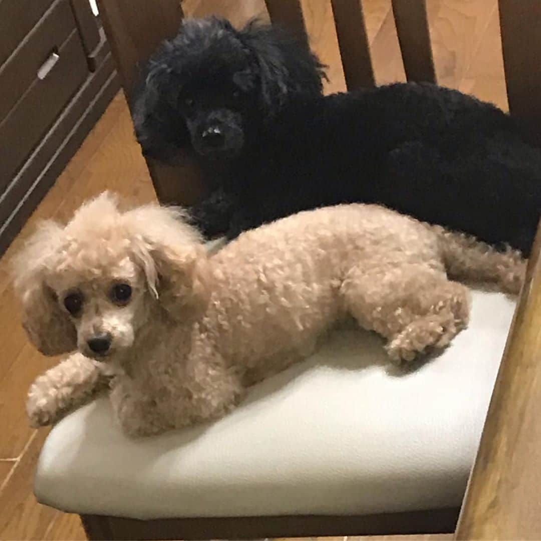 井上貴子のインスタグラム：「いいね！の数が 555だったり 777だったり  小さな幸せだ^ ^  Happyで^ ^  #井上貴子  #LLPWX #女子プロレス #紅緒と柊音 #トイプードル #実家 #小さな幸せ」