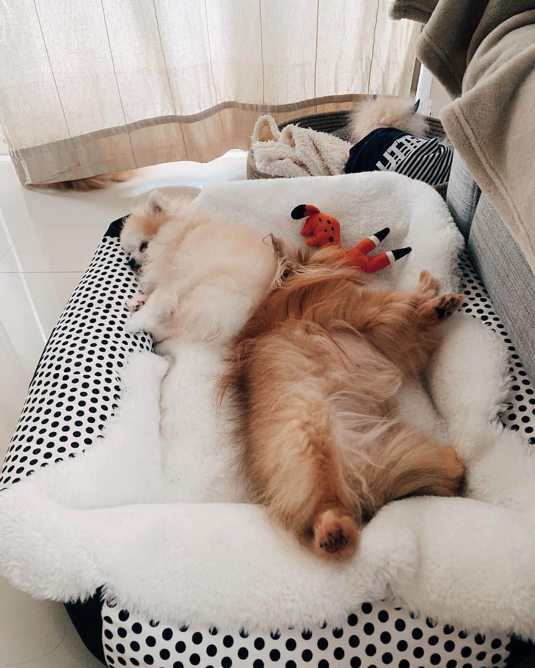 r_oseのインスタグラム：「Tough life 🐰🐻〰️」