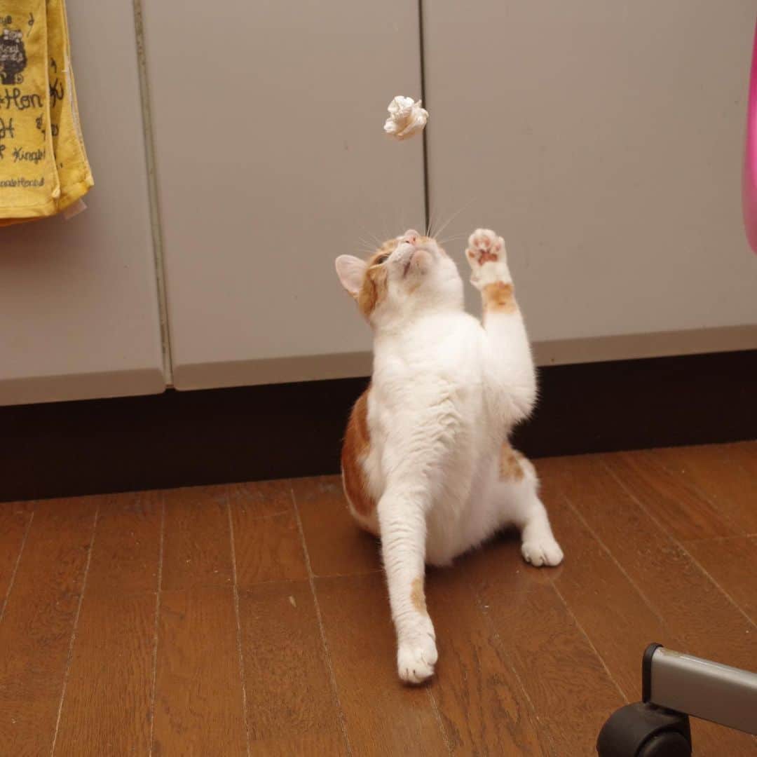 Kachimo Yoshimatsuさんのインスタグラム写真 - (Kachimo YoshimatsuInstagram)「アタッーーーーーク！ Ataaaaaaaaack! #uchinonekora #oinari #neko #cat #catstagram #kachimo #猫 #ねこ #うちの猫ら http://kachimo.exblog.jp」8月21日 18時30分 - kachimo