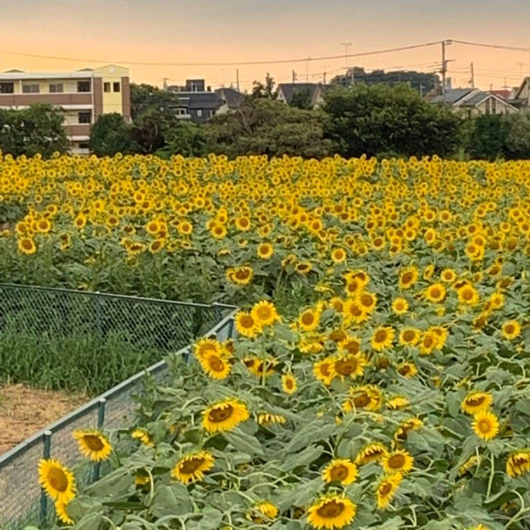 萩原舞さんのインスタグラム写真 - (萩原舞Instagram)「今年は行けなさそうかな？ キレイダァ🐣♡」8月21日 18時41分 - mai_hagiwara_22462