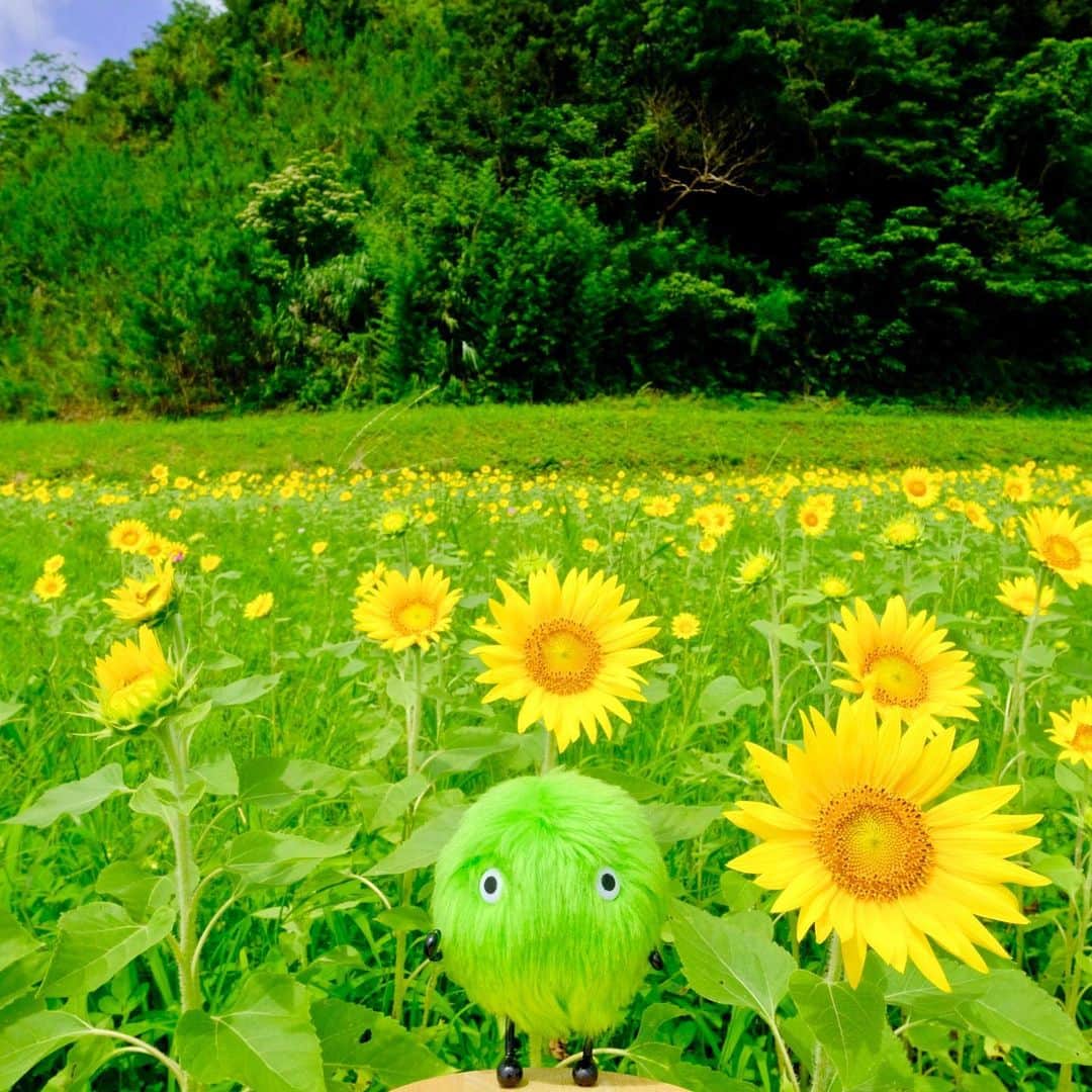 SUUMO公式アカウントさんのインスタグラム写真 - (SUUMO公式アカウントInstagram)「ひまわり畑のなかで🌻🌻 #ひまわり #向日葵 #sunflower #夏 #summer #スーモ #SUUMO」8月21日 18時34分 - suumo_official
