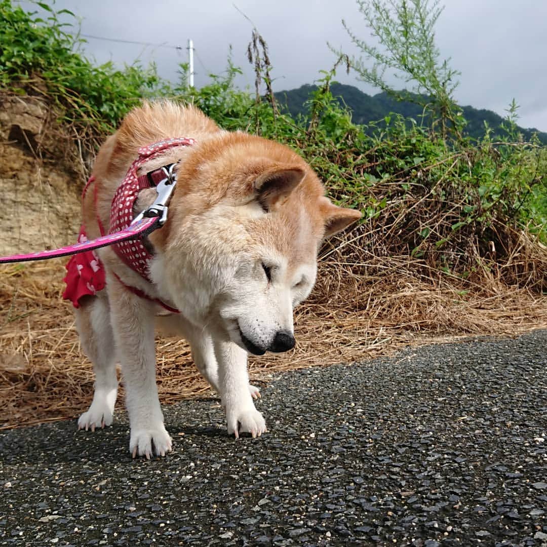 柴子さんのインスタグラム写真 - (柴子Instagram)「おはようございます。 雨上がりの今朝は蒸し暑い(；´Д｀)、 柴子(仮名)さん、サッサと帰るよーε≡≡ﾍ( ´Д`)ﾉ #柴犬　#shibainu #shibastagram」8月21日 9時44分 - senogawadogs