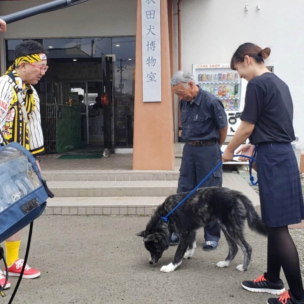 森武史さんのインスタグラム写真 - (森武史Instagram)「【森ちゃんのニッポン！たた♬た～！ #秋田 の復習】  #プーチン さんや #ザギトワ さんで注目を集めた #秋田犬 (犬) ですが、 #大館市 には #秋田犬保存会 があるんです！ また #秋田市 内の #千秋公園 で秋田犬ふれあいイベントも行われてます！  #すまたん」8月21日 9時45分 - takeshimori.free.tar.ana