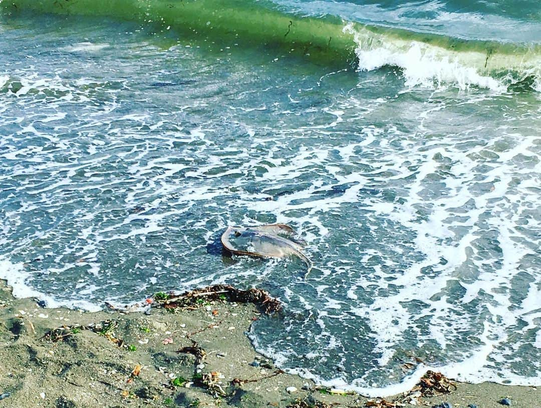 吉山りささんのインスタグラム写真 - (吉山りさInstagram)「めちゃくちゃ暑くて 風が強い🍃🌀🌊 私『あ！カレイだ！！』 カメラマンさん『エイです💦』 😂（笑）  #撮影 #晴れ 雨予報80％なのに #ピーカン 伝説 #☀ #海 #shooting 凍ったペットボトルがすぐ溶けた #モデル #フリーモデル #sea 暑さのせいで #照明さん が#アイスキャンディー やさんに見えて仕方なかった #アイス #吉山りさ #エイ 打ち上げられてるの初めて見た #カレイの煮付け 食べたくなった #ぎょぎょぎょ #instagood #instamodel #instalike #movie  #summer #instapic 暑い中ありがとうございます #感謝 年齢言ったら #美魔女 と言われた😂 #魔法 いつか使えるのかなー #🧞‍♂️ #camera #オフショット #クライアント 様沢山ありがとうございます🙇🏻‍♀️🙇🏻‍♀️🙇🏻‍♀️ #写真」8月21日 9時50分 - oreorerisa