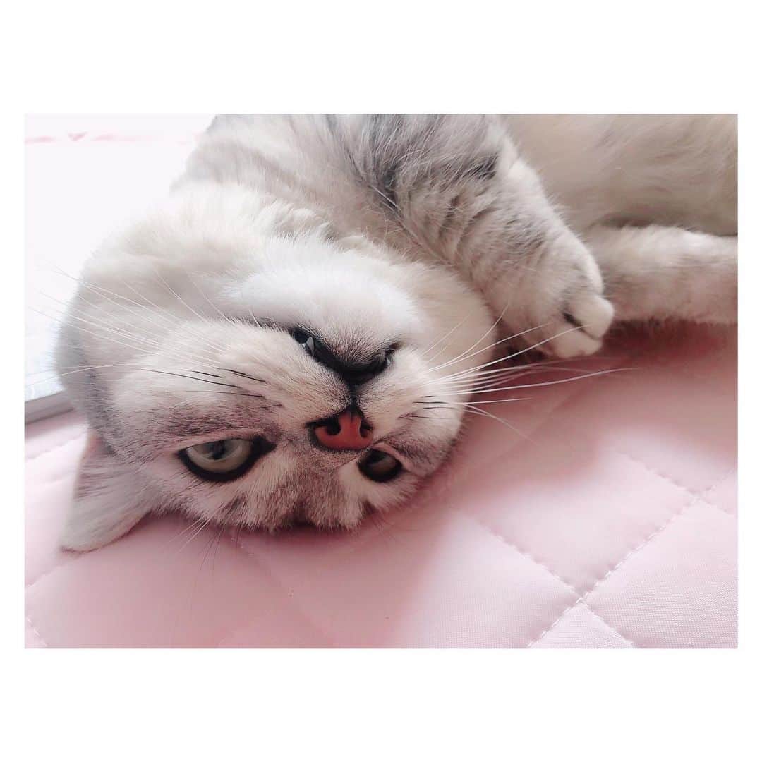 山谷花純さんのインスタグラム写真 - (山谷花純Instagram)「まるさん、歯出てるよ。  #ミヌエット #猫がいる生活 #まるとの生活 #にゃんすたぐらむ」8月21日 10時42分 - kasuminwoooow