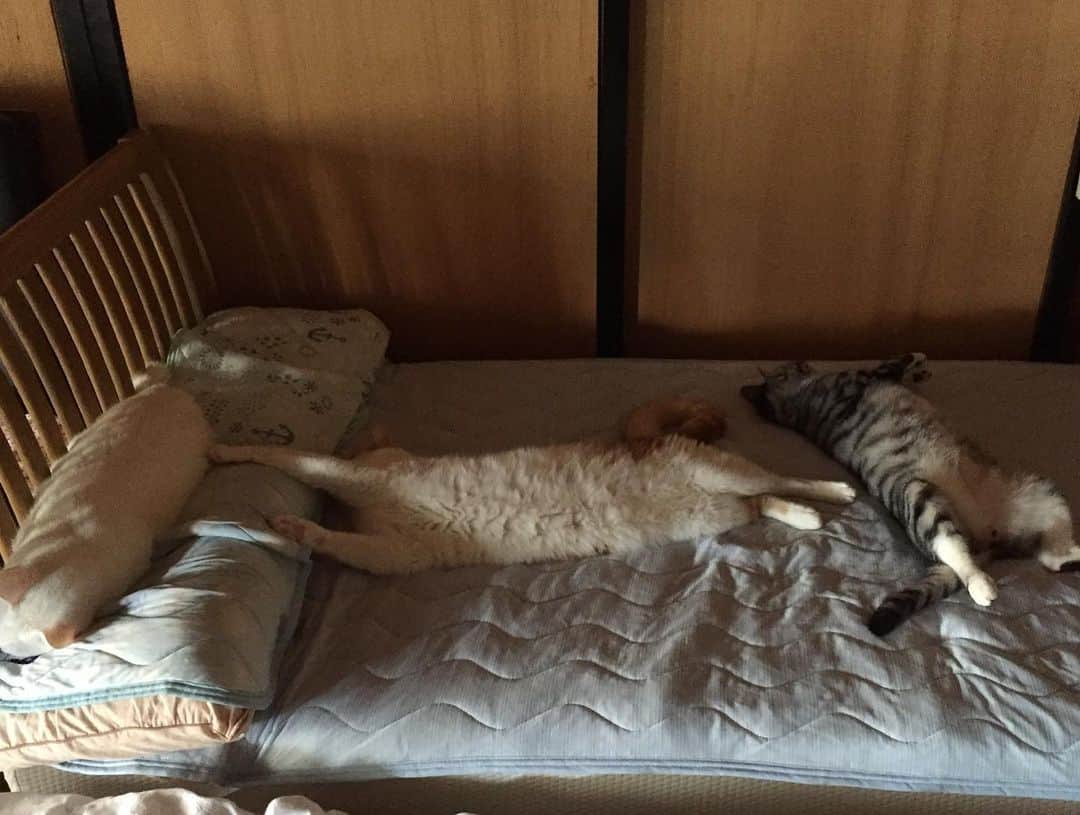 きなり & むぎさんのインスタグラム写真 - (きなり & むぎInstagram)「*̣̩⋆̩* . さいきんの三兄弟🐱🐾 最後の4枚は現在進行形。。 しあわせそうな昼寝タイムや！ . . . #ねこ #catsofstagram #instacat #catstagram #catstagram_japan #ilovecats #peconねこ部 #ねこら部 #小さな猫が大きな癒しにニャる #東北ねこ部 #山形ねこ部 #ふわもこ部 #ペコねこ部 #にゃんすたぐらむ #にゃんだふるらいふ #にゃんとかめら #みんねこ #ねこがいる幸せ #ねこのいる生活 #猫と暮らす #ねことの暮らし #茶トラ白 #白猫 #サバ白」8月21日 10時48分 - kinari_to_mugi.m