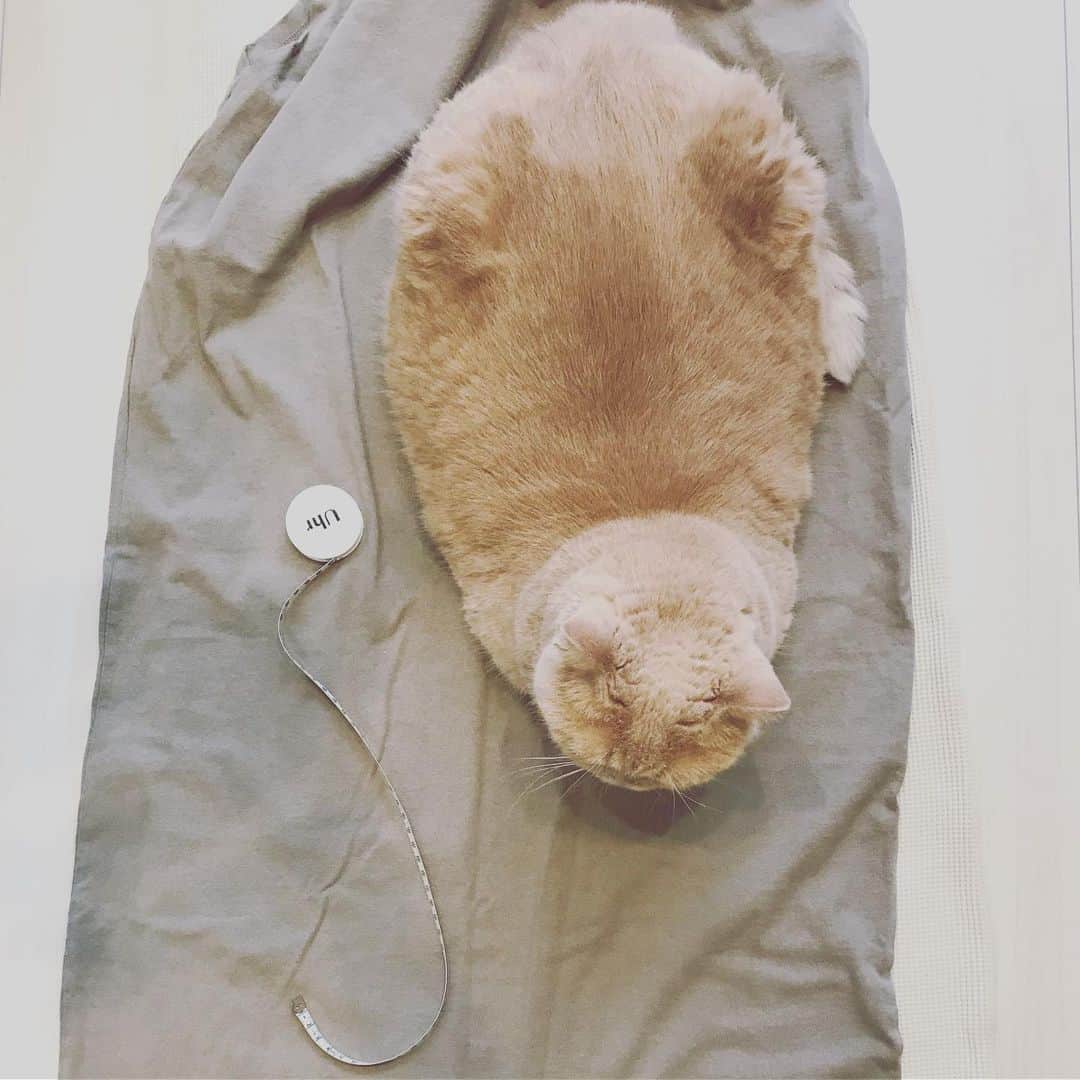 濱中鮎子さんのインスタグラム写真 - (濱中鮎子Instagram)「床に置いた私が悪いけれど、お嬢がおとなしいうちに、それちょっとはかりたいの。笑 そこ、どいてもらえます？  #メジャー取りに行った隙に #服の上が好き #絶対動かない🤣  #cat #ネコ #小心者の親分 #チャイ坊 #チャイ #chai #britishshorthair #ブリティッシュショートヘア #クラッシュフェイス #ぶチャイく #愛の交歓」8月21日 10時54分 - ayukohamanaka