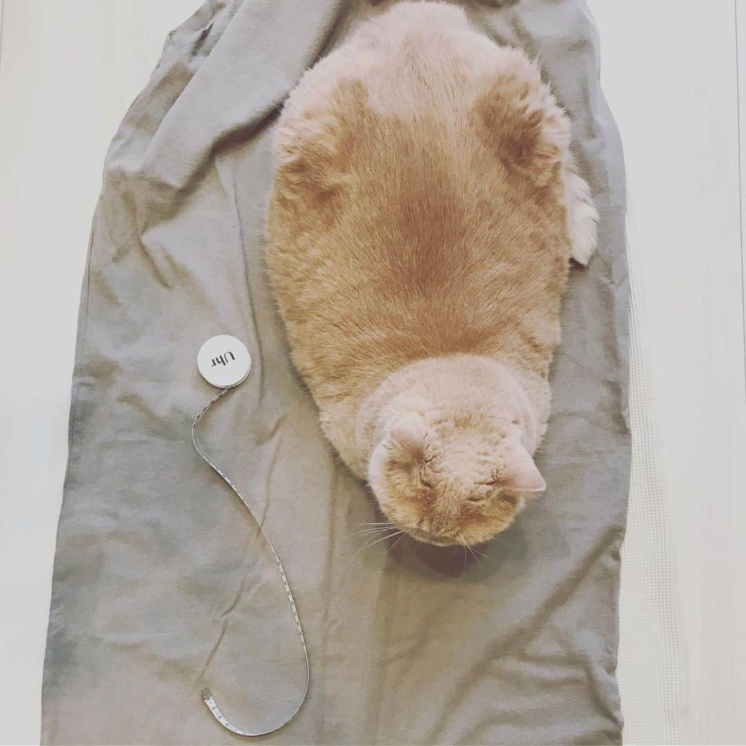 のインスタグラム：「床に置いた私が悪いけれど、お嬢がおとなしいうちに、それちょっとはかりたいの。笑 そこ、どいてもらえます？  #メジャー取りに行った隙に #服の上が好き #絶対動かない🤣  #cat #ネコ #小心者の親分 #チャイ坊 #チャイ #chai #britishshorthair #ブリティッシュショートヘア #クラッシュフェイス #ぶチャイく #愛の交歓」