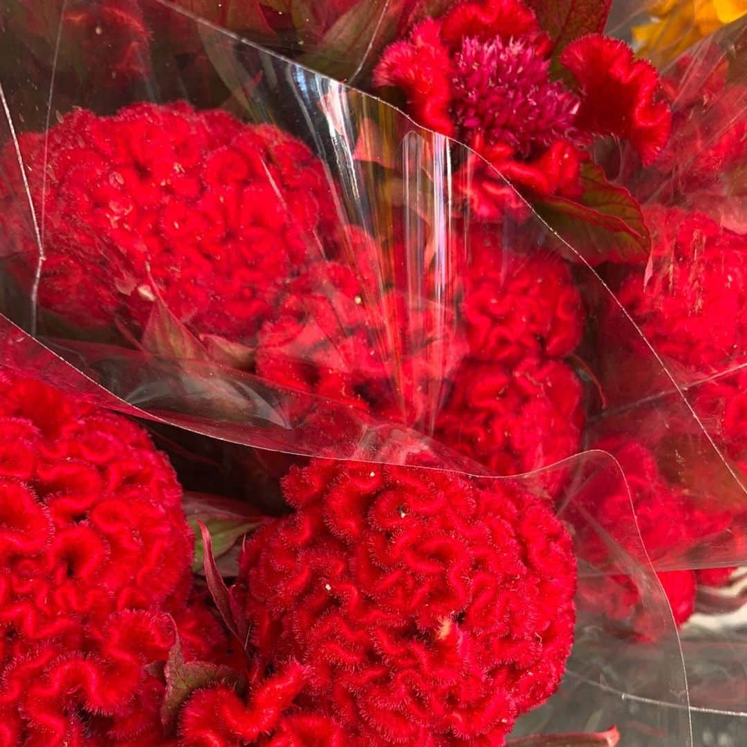 ベラ・ハディッドさんのインスタグラム写真 - (ベラ・ハディッドInstagram)「Celosia Cristata ♥️💐🧠 ....love!」8月21日 10時59分 - bellahadid