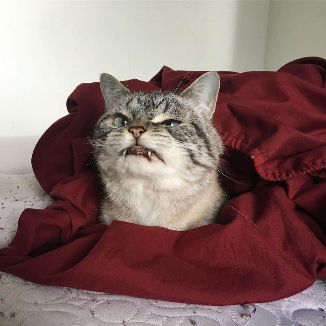 Lokiさんのインスタグラム写真 - (LokiInstagram)「Throwback to that time I just wanted to wash my bedsheets 😼 #portlandmaine #cat #loki #cats #catsofinstagram #catsoninstagram #kitty #catstagram #catsagram #meow #instacat」8月21日 11時13分 - loki_kitteh