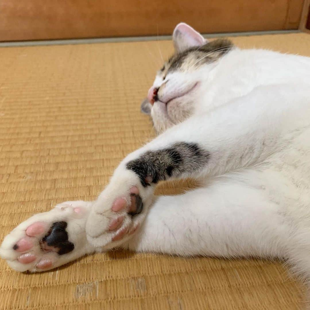 やふさんのインスタグラム写真 - (やふInstagram)「まだまだキレイよ . #cat #neko #catlovers #catsofinstagram #catstagram #instacat #猫 #ねこ #ネコ #保護猫 #京太」8月21日 12時01分 - kyafy