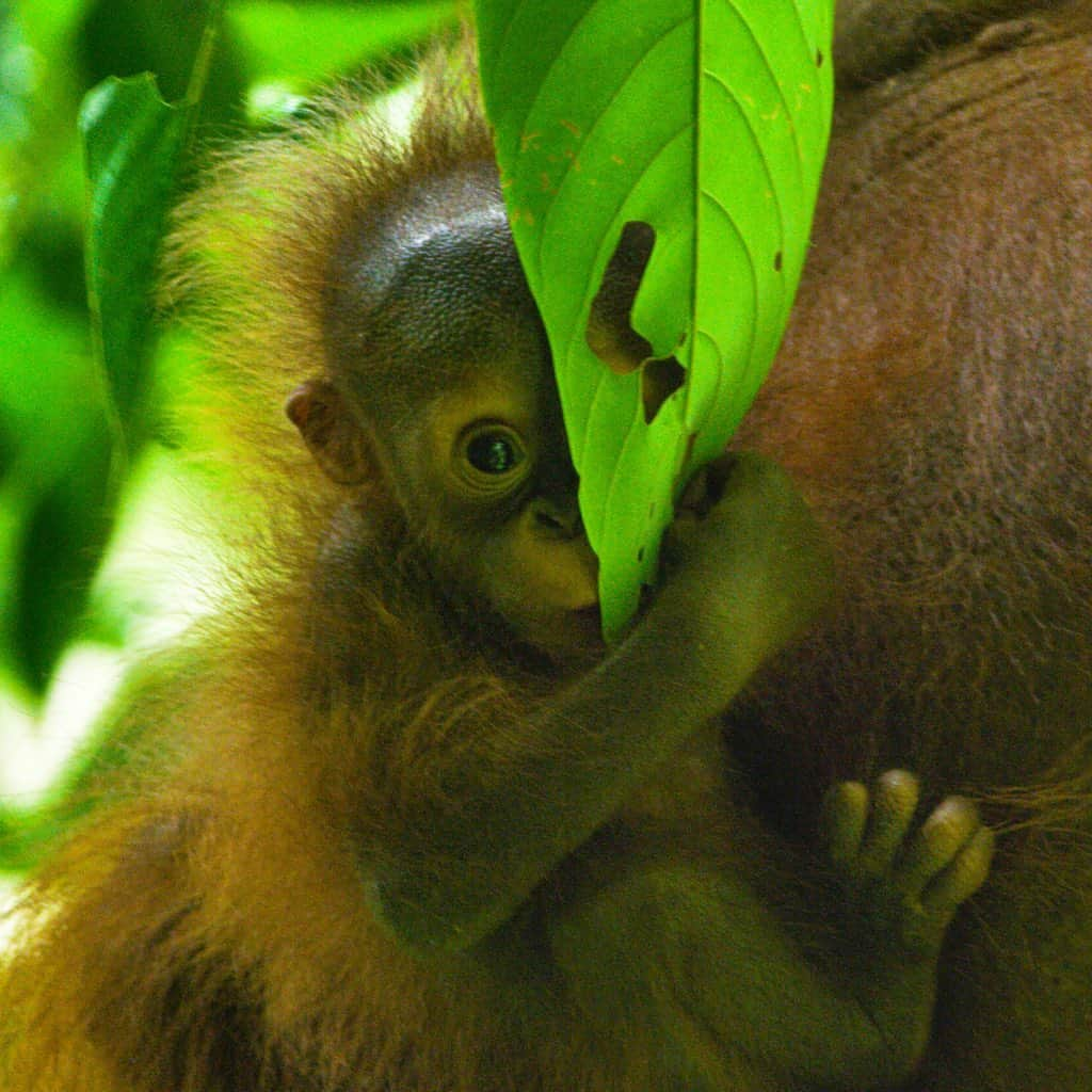 Tim Lamanさんのインスタグラム写真 - (Tim LamanInstagram)「Photo by @TimLaman.  Today is World Orangutan day and I have an exciting surprise for you from Gunung Palung National Park, where I have just come from.  The female orangutan Walimah, (who tragically lost her first baby in 2015), has given birth to a new baby, and here is one of my first shots of her.  She is healthy and doing well… so important as every wild orangutan is precious in this era of habitat loss and orangutan population decline.  I look forward to following the development of this baby over the coming years and sharing her story.  Please follow and support @saveGPorangutans as we work with #GunungPalungNationalPark to protect #GunungPalung, one of the safe haven’s for the critically endangered Bornean Orangutans.  #WorldOrangutanDay #orangutan #saveGPorangutans  #Borneo #WestKalimantan #Indonesia @gitzoinspires #framedongitzo」8月21日 12時07分 - timlaman