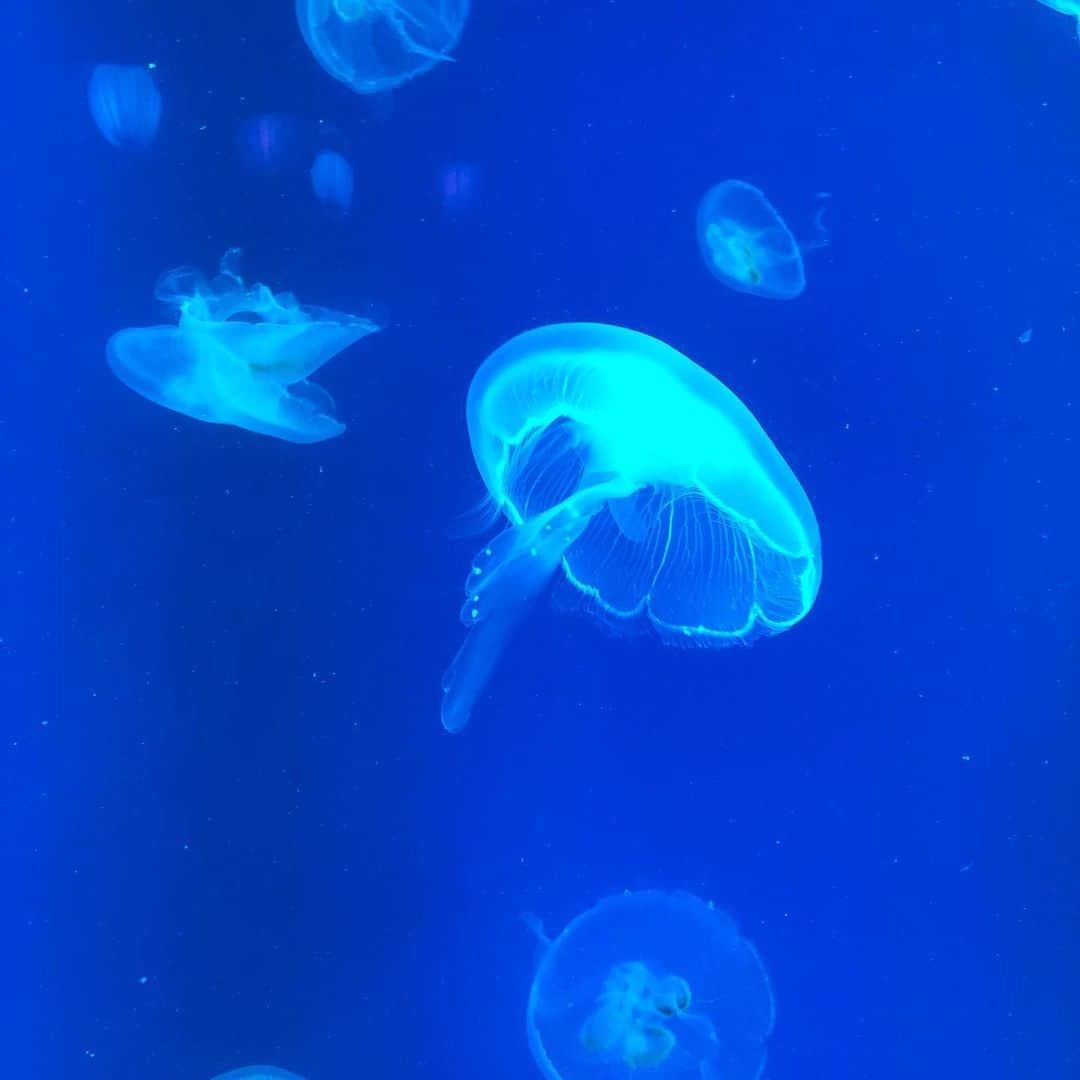 佐伯紅緒さんのインスタグラム写真 - (佐伯紅緒Instagram)「午前中時間があったので、ホテル近くのソウルcoex水族館へ。 4万匹いるそうです。 一日中いたいと思いました。  #seoul #acuarium  #coexaquarium」8月21日 12時15分 - beniosaeki