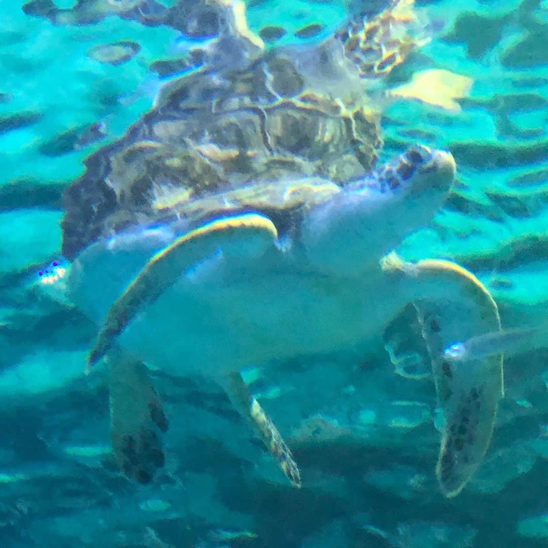 佐伯紅緒さんのインスタグラム写真 - (佐伯紅緒Instagram)「午前中時間があったので、ホテル近くのソウルcoex水族館へ。 4万匹いるそうです。 一日中いたいと思いました。  #seoul #acuarium  #coexaquarium」8月21日 12時15分 - beniosaeki