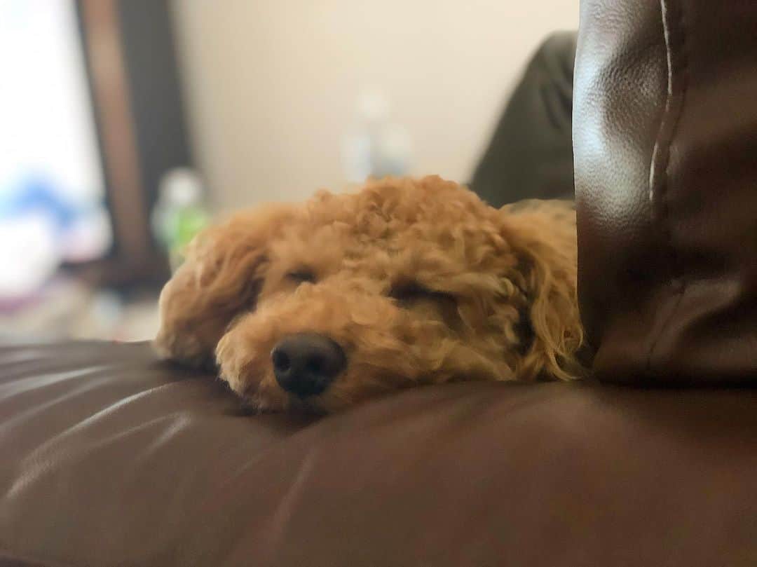 のインスタグラム：「おひるね🐶💕 ・ ・ ・ #dogs #dogstagram #doglove #doglover #doglovers#doglife#dogslife#petstagram #개는#강아지는 #애완 #동물#애견#동물#토이  #トイプードル#アプリコット#犬#可愛い#🐶 #エブリドック#愛犬#犬好きさんと繋がりたい」