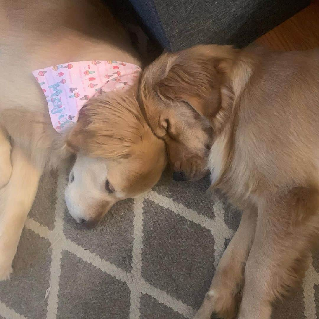 モヒートさんのインスタグラム写真 - (モヒートInstagram)「Sisters 💜 ------------------------------- #goldensofig #goldenretriever  #goldenretrieversofinstagram #betterwithpets #dogsofig  #dogsofinstagram #fluffypack #gloriousgoldens #welovegoldens #ilovemydog #goldenlife #bestwoof #ProPlanDog #ilovegolden_retrievers #mydogiscutest #retrieversgram #dogsofcle」8月21日 12時51分 - mojito_rose_family