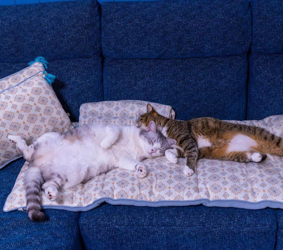 Sakiさんのインスタグラム写真 - (SakiInstagram)「* Ruby and Eve was sharing my nap kit😍 They often do this, but I just love watching this so when I take their photos, I try to keep myself really quiet. (although, in the 2nd pic, they're sneak peeking me😅) . ルビーとイブがお昼寝セットをシェアしてました😍 割とよく見るこの光景好きなので、写真撮る時はそ〜っと撮ってます。(と言いながら2枚目の写真めっちゃ見られてるけどw) #元野良猫部 #元野良もカワイイ説普及隊 *」8月21日 12時49分 - rubyeve12