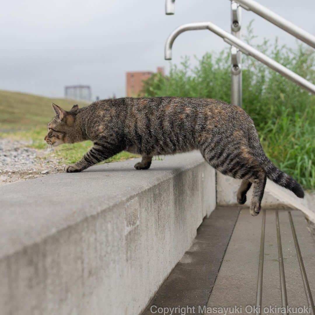 Masayukiさんのインスタグラム写真 - (MasayukiInstagram)「急ぎです。  #cat #ねこ」8月21日 12時56分 - okirakuoki