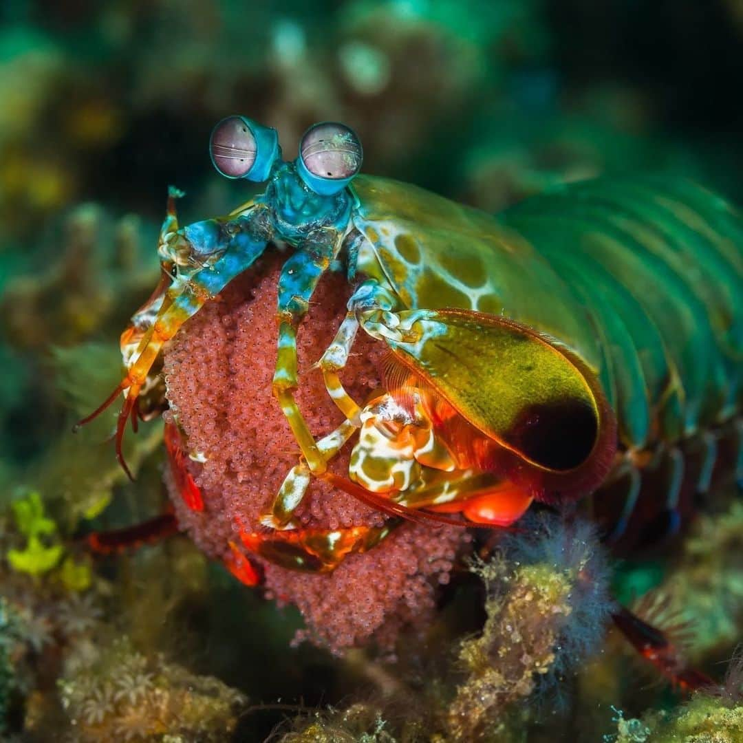 アメリカ自然史博物館さんのインスタグラム写真 - (アメリカ自然史博物館Instagram)「If the colors of the peacock mantis shrimp (Odontodactylus scyllarus) don’t take your breath away, its “punch” will! This critter has one of the fastest recorded punches of any living animal, clocking in at 50 miles per hour to crush the shells of its prey. Beyond its powerful punch, it also has some of the most advanced eyes, with the ability to process ultraviolet, infrared, and polarized light. Spot it in warm waters of the Indo-Pacific Ocean. Photo: Christian Gloor」8月21日 13時14分 - amnh