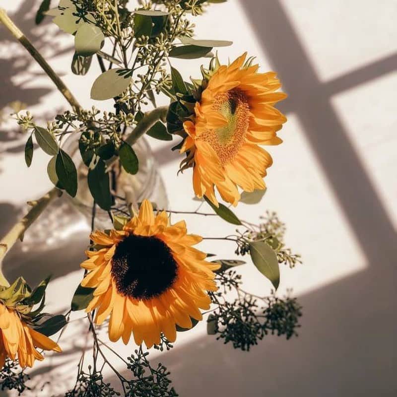pomeloさんのインスタグラム写真 - (pomeloInstagram)「Flowers from @livingminnaly  #pomelocamera #pomeloapp #photographer #sunflower #photography #flower #sunshine #sun #bright #light #pomelocam #yellow」8月21日 18時58分 - pomelocam