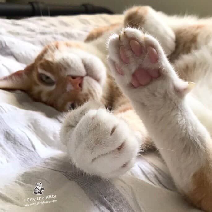 City the Kittyさんのインスタグラム写真 - (City the KittyInstagram)「Night night. 💤  #toebeans #pawsneedclaws」8月21日 13時56分 - citythekitty