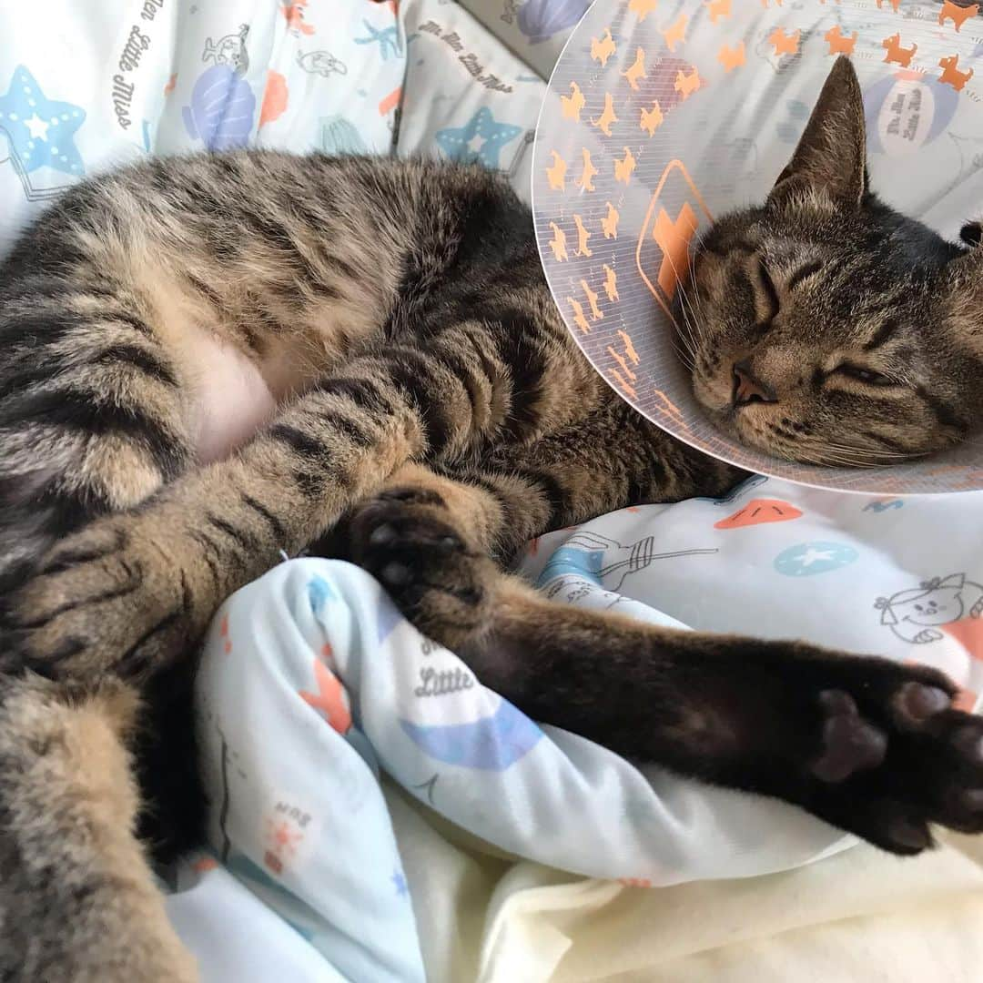 小嶋晶子さんのインスタグラム写真 - (小嶋晶子Instagram)「It’s ridiculously hot!🐈🐾 #cat #cats #browntabby #catsofinstagram #catstagram #neko #nekostagram #ねこ #ねこ部 #ねこすたぐらむ #きじとら #きじとらねこ #きじとら女子 #きじとら部 #ネコ #ネコ部  #キジトラ #キジトラネコ #キジトラ部 #かぎしっぽ #かぎしっぽ猫部 #カギしっぽ #カギしっぽ猫 #お腹ハゲてる」8月21日 14時18分 - kojimamajiko