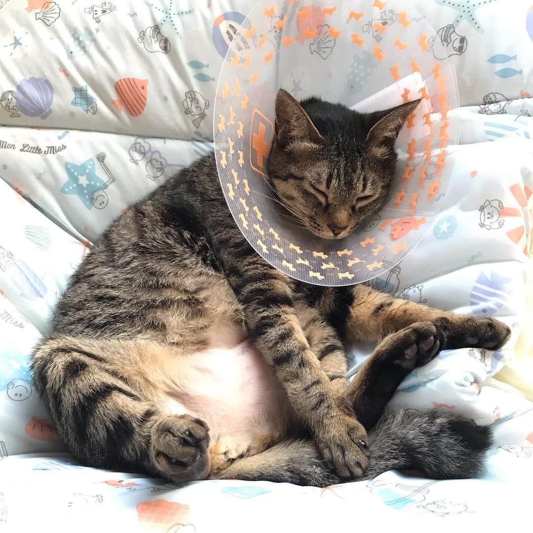 小嶋晶子のインスタグラム：「It’s ridiculously hot!🐈🐾 #cat #cats #browntabby #catsofinstagram #catstagram #neko #nekostagram #ねこ #ねこ部 #ねこすたぐらむ #きじとら #きじとらねこ #きじとら女子 #きじとら部 #ネコ #ネコ部  #キジトラ #キジトラネコ #キジトラ部 #かぎしっぽ #かぎしっぽ猫部 #カギしっぽ #カギしっぽ猫 #お腹ハゲてる」