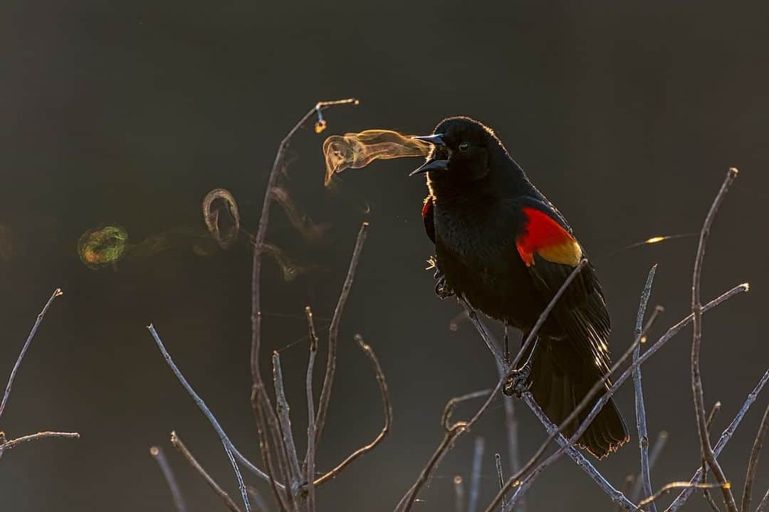 Nikon Australiaさんのインスタグラム写真 - (Nikon AustraliaInstagram)「A singing blackbird on a cold Spring morning. Captured by @novanature.  Camera: Nikon #D500 Lens: AF-S NIKKOR 200-500mm f/5.6E ED VR Settings: 500mm | ISO 2500 | f/6.3 | 1/800s  #Nikon #MyNikonlife #NikonAustralia #Photography #Nikkor #NikonTop #NikonPhotography #DSLR #WildlifePhotography」8月21日 15時00分 - nikonaustralia