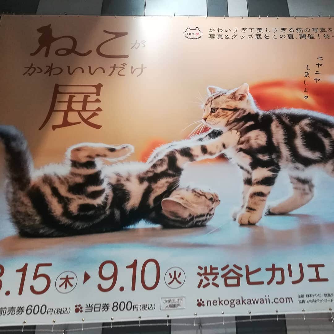 竹内ジョン（竹内亮太）さんのインスタグラム写真 - (竹内ジョン（竹内亮太）Instagram)「ぬこかわゆ」8月21日 15時26分 - john.takeuchi.ryota