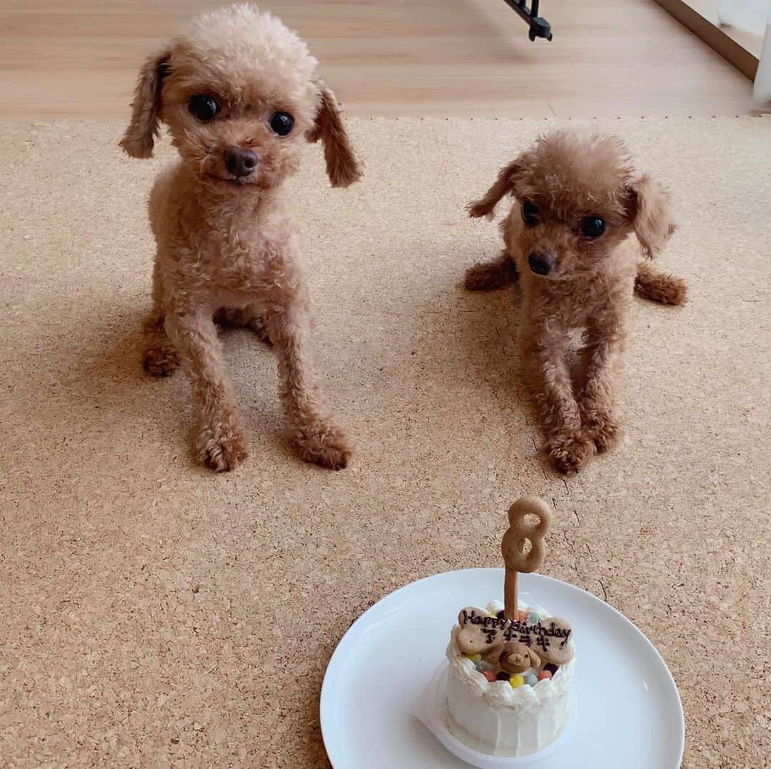 絢香さんのインスタグラム写真 - (絢香Instagram)「アオちゃん  ラキちゃん 8歳のお誕生日おめでとう🎂🎈 いつも ありがとう🐶 #8歳 #誕生日 #birthday #aoraki #アオラキ #twins #dogs」8月21日 15時47分 - ayaka_official_jp