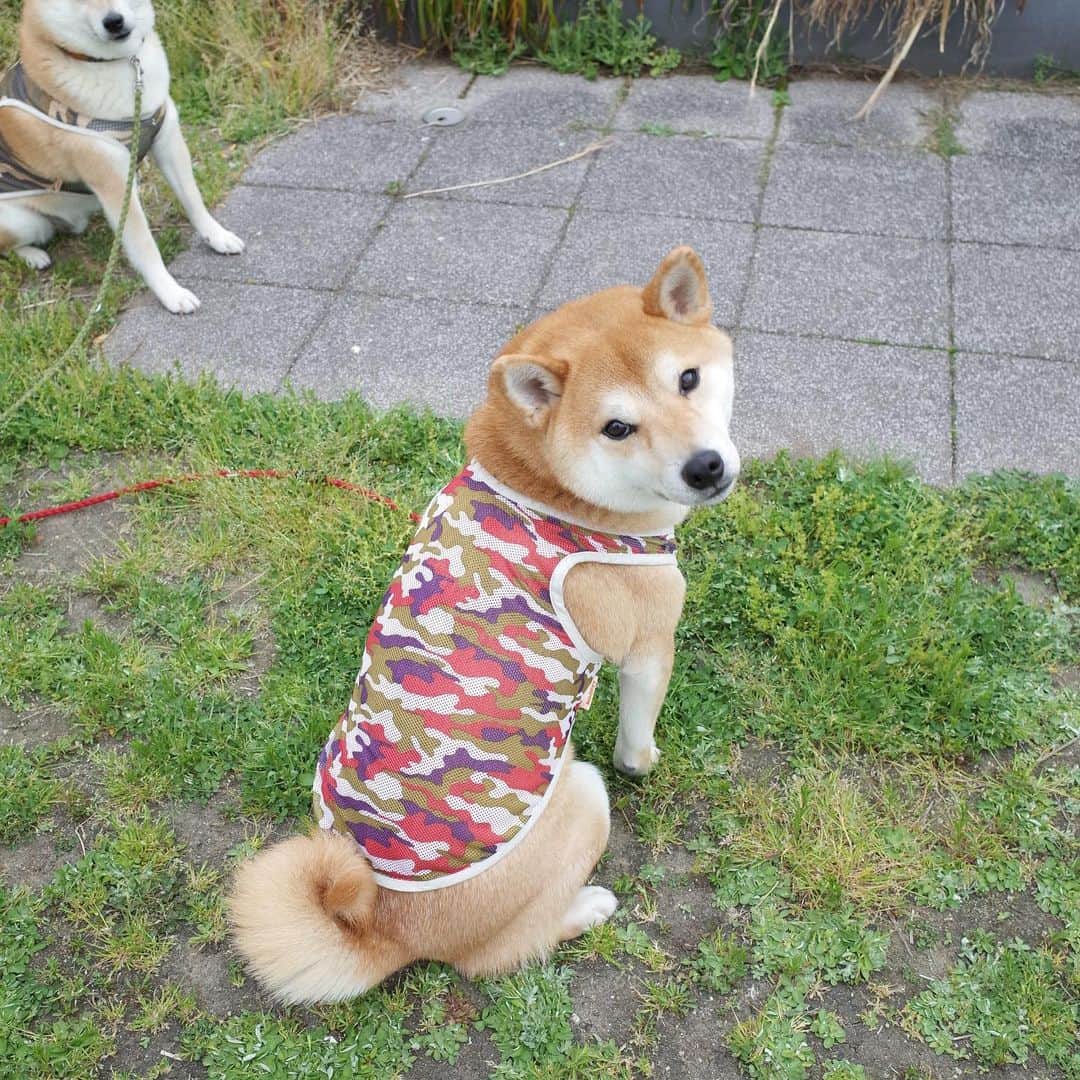 柴犬Mamesuke・Korosuke??大阪さんのインスタグラム写真 - (柴犬Mamesuke・Korosuke??大阪Instagram)「🐱🐻 🐾----*----*----*----*🐾 今日はお友達がやっているショップの宣伝をさせていただきます☺️ 僕たちが着ているこの服、今月末までセールで半額になってます💓 この機会に是非〜🐶✨ @macaroni_pet  こちらからショップに飛べます❤️ 🐾----*----*----*----*🐾 #MameKoro #豆コロ #West_dog_japan #豆柴 #柴犬 #赤柴 #豆介 #コロ介 #shibagram #shibastagram #shibainu #shiba #shibadog #🐕📷」8月21日 15時58分 - mame_suke_i