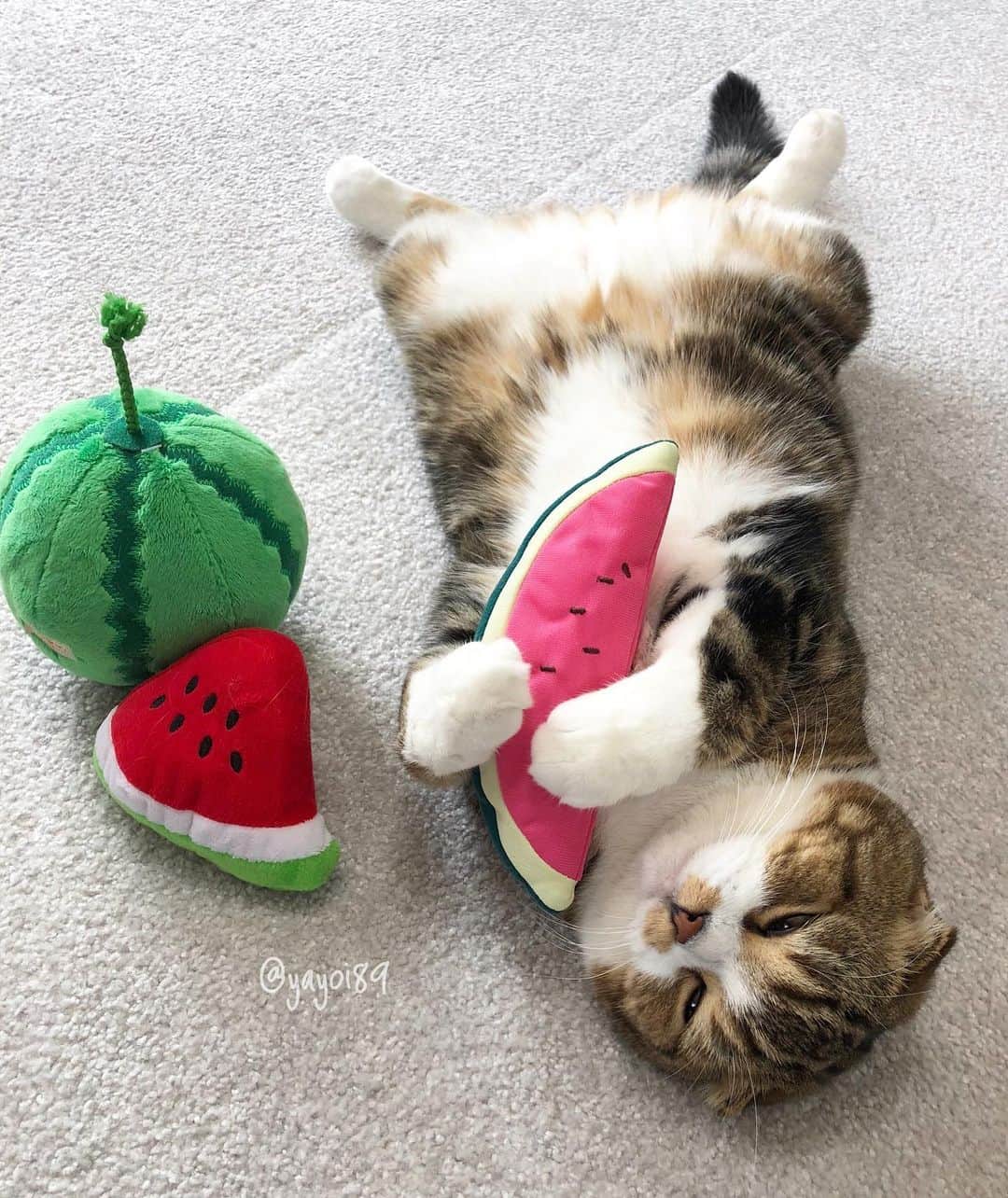 yayoi89さんのインスタグラム写真 - (yayoi89Instagram)「Uzura and watermelon 🍉 🐵❤️ . #うずラッコ とスイカの写真を集めてみました🐵🍉 . なんと、今年はまだスイカを食べてない事に気がつきました！ 早速買って来ようと思います🍉😋🏃🏻‍♀️💨💨 . #cutecatshow #weeklyfluff #cats_of_world #happycat #cat_features #9gag #cat #catlover #catloversclub #bestmeow #excellent_cats #funnycat #scottishfold #catlife #meowed #catsofinstagram #instaanimal #pleasantcats #igersjp」8月21日 16時33分 - yayoi89