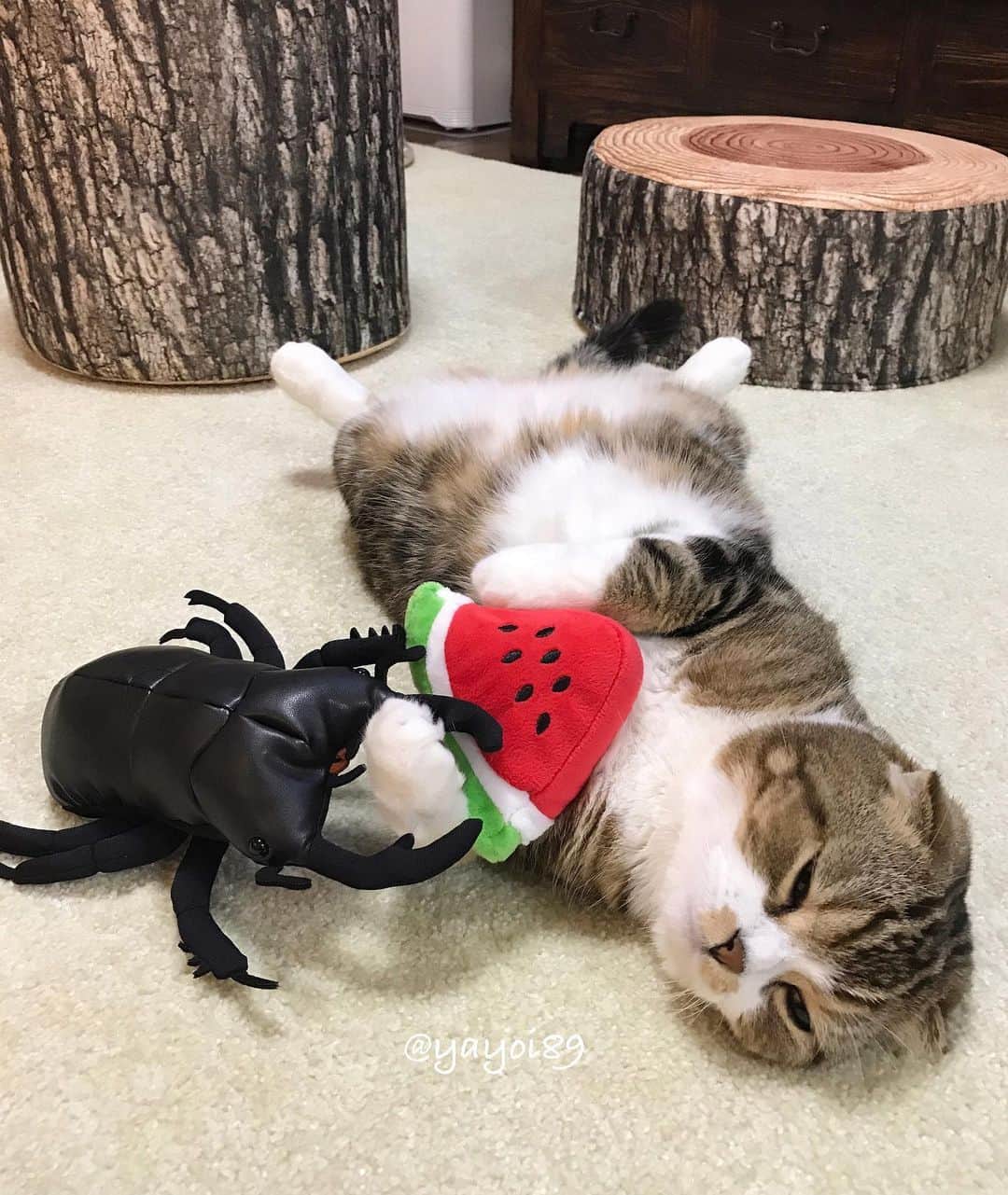 yayoi89さんのインスタグラム写真 - (yayoi89Instagram)「Uzura and watermelon 🍉 🐵❤️ . #うずラッコ とスイカの写真を集めてみました🐵🍉 . なんと、今年はまだスイカを食べてない事に気がつきました！ 早速買って来ようと思います🍉😋🏃🏻‍♀️💨💨 . #cutecatshow #weeklyfluff #cats_of_world #happycat #cat_features #9gag #cat #catlover #catloversclub #bestmeow #excellent_cats #funnycat #scottishfold #catlife #meowed #catsofinstagram #instaanimal #pleasantcats #igersjp」8月21日 16時33分 - yayoi89