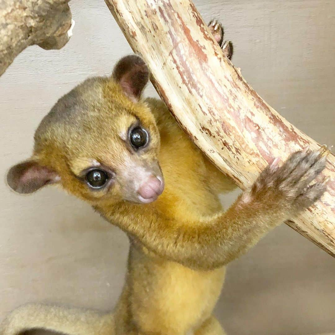 【公式】福岡ECO動物海洋専門学校のインスタグラム