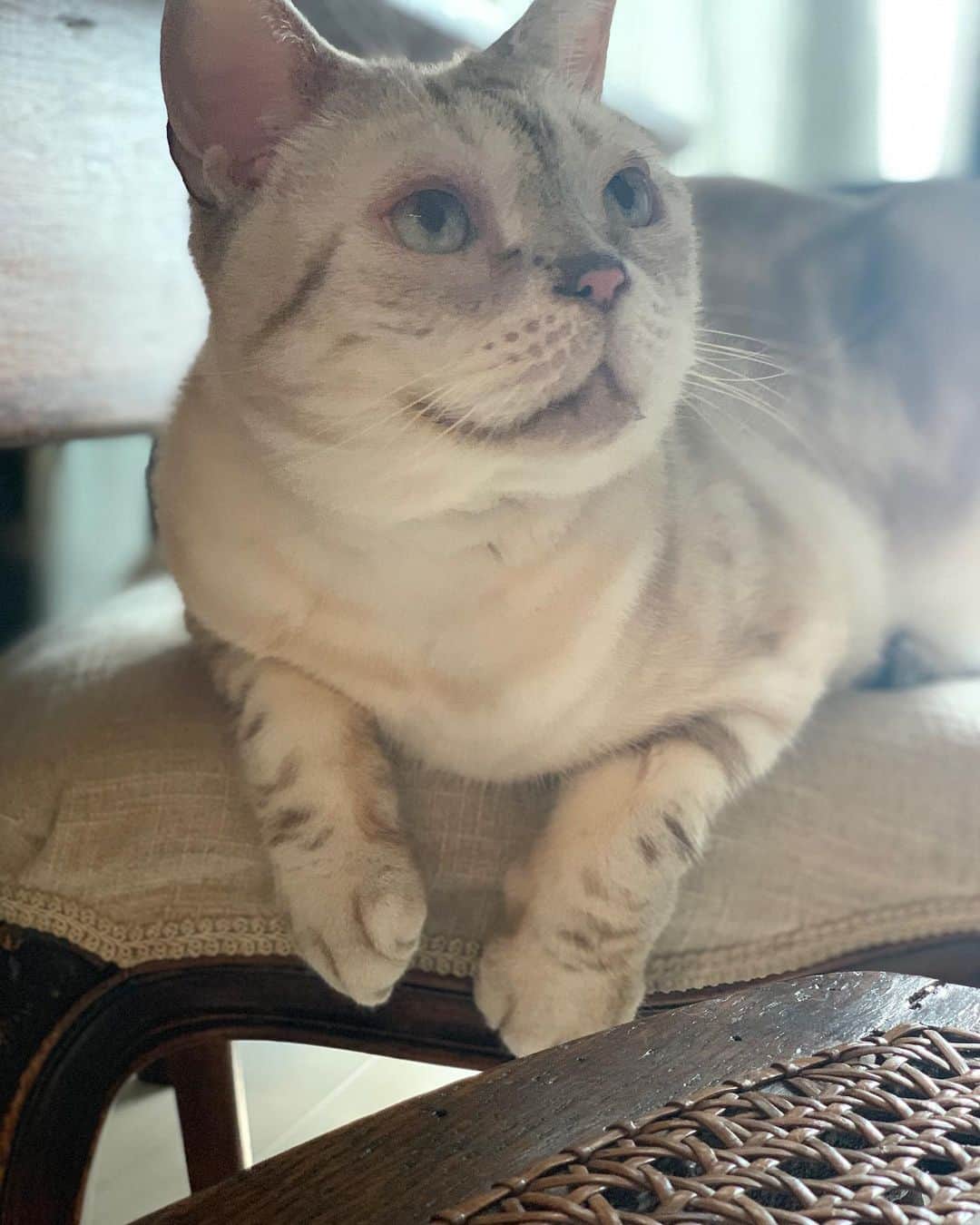 のインスタグラム：「💛💛💛 #garu_cat #ガル様」