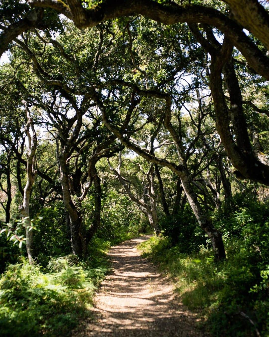 Jackson Harriesさんのインスタグラム写真 - (Jackson HarriesInstagram)「For the past two weeks I’ve enjoyed discovering old growth forests, misty coastlines, abundant waterfalls and ice cold lakes of the West Coast of the States. So much nature to explore and lots to learn here.🌲🌿🍃 Thanks to @unmind__ and @samgarrettmusic for being our guides. 📷: @aliceaedy」8月22日 3時18分 - jackharries