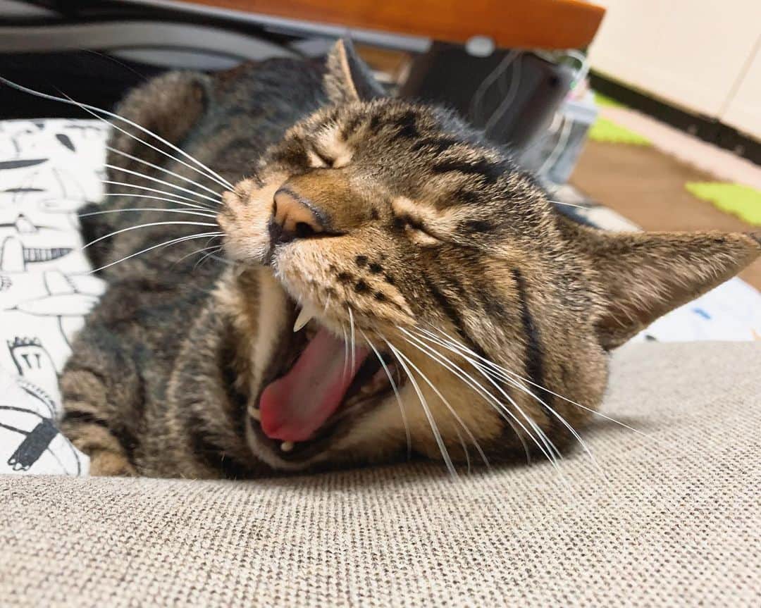 Musashiさんのインスタグラム写真 - (MusashiInstagram)「夜ムサシ。中あくび。Yawn. #musashi #mck #cat #キジトラ #ムサシさん #ねこすたぐらむ #musashi_the_cat」8月22日 3時36分 - _daisy