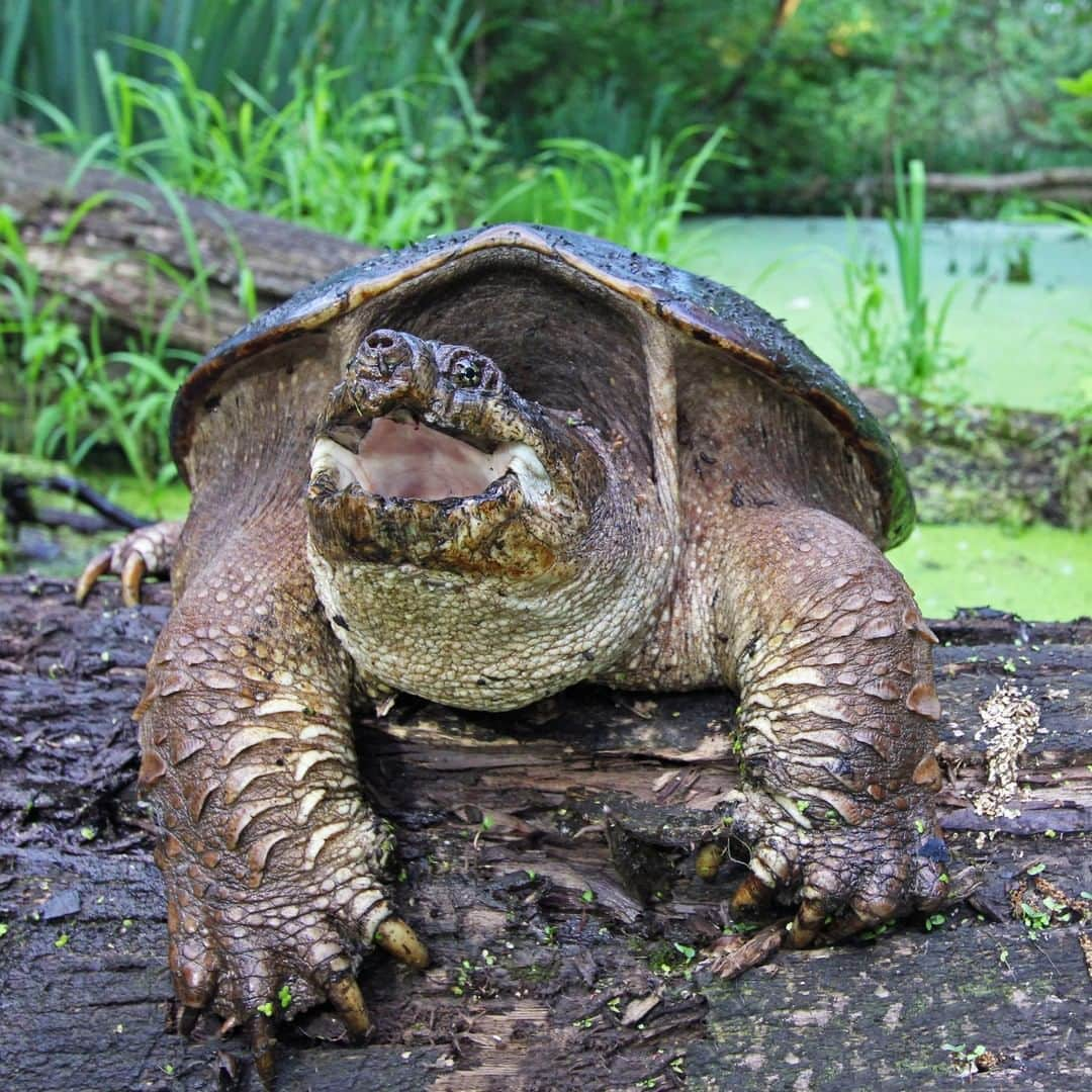 アニマルプラネットさんのインスタグラム写真 - (アニマルプラネットInstagram)「This common snapping turtle is all smiles! While they don't have teeth, they have strong beak like jaws that can grip and cut. 📸: @mario_aldecoa, @bravewilderness . . . . . . . . #animalsofinstagram #animalplanet #animaloftheday #wild #wildlife #outdoors #animals #wildanimals #conservation #nature #animallovers #instanature #wildgeography  #coyotebrave #coyotepeterson #snappingturtle」8月22日 4時00分 - animalplanet