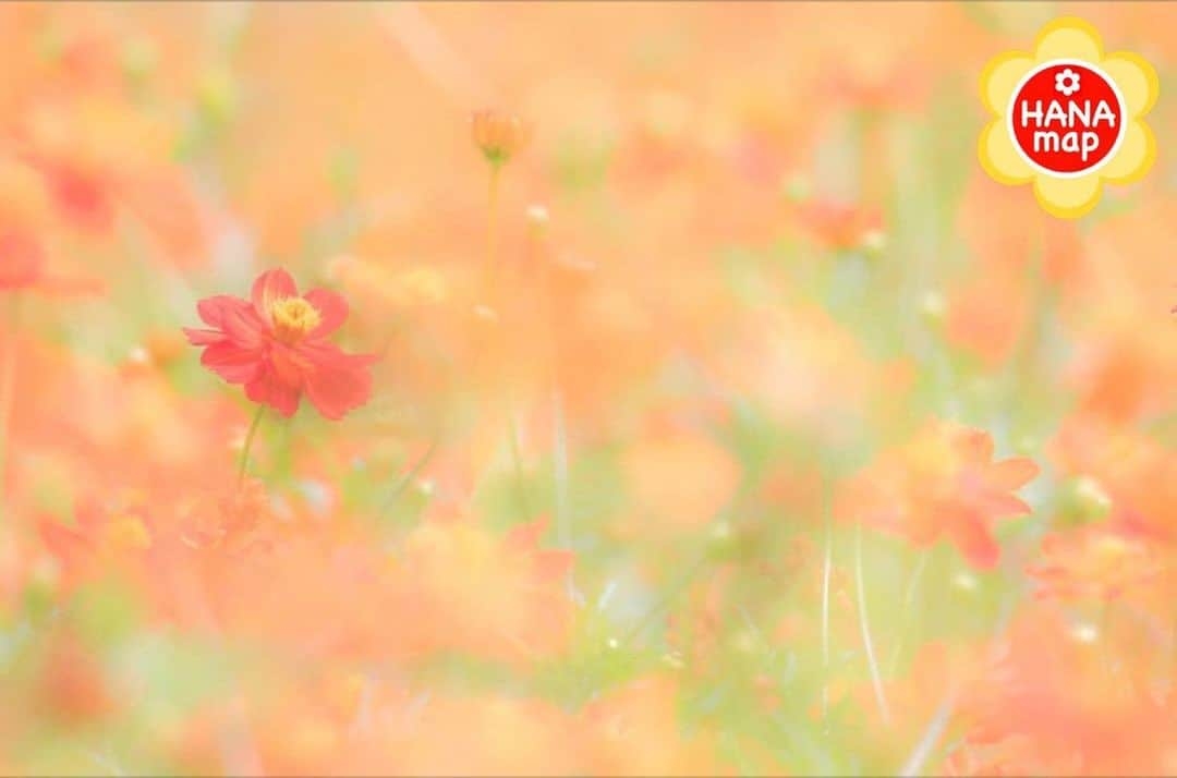 はなまっぷ❁日本の花風景のインスタグラム