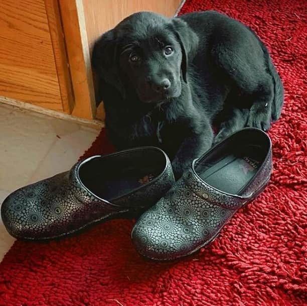 ダンスコさんのインスタグラム写真 - (ダンスコInstagram)「What do you mean they don't make clogs for dogs? Thanks to @puppynow for the adorable pic! . . . #dansko #instalove #clogs #shoes #danskos #justyourfavorites #instagood #danskostyle #comfort #newshoes #dogsofinstagram #waybackwednesday」8月21日 19時18分 - dansko