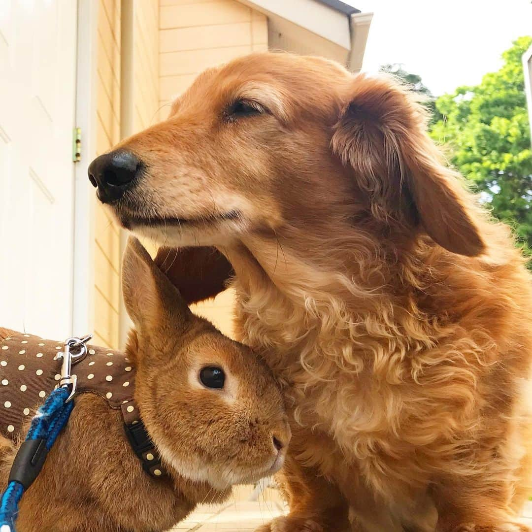 Chieko Shibutaさんのインスタグラム写真 - (Chieko ShibutaInstagram)「たろー🐶&うじゃこ🐰地方☀️ あさんぽ🌱 たろー！ 気持ちいい朝だね^_^ 風が気持ちいい^_^🐰✨ 出動🐰🐶💨 💕✨🐶🍀🐰✨💕 #dachshund #dachshunds #dachshundlove #dog #dogs #doglove #instadog #instagram #instagood #pet #pets #petsagram #cute #cutepe #cutepet #cutedog #cuteanimals #likes #09076999576 happy #smile #rabbit #ラビット #ミニュチュア #ミニュチュアダックス  #ミニュチュアダックスフント #うさぎ部 #うさぎ #ダックス #ダックスフンドロングヘアー#ねざーらんどわーふ」8月21日 19時29分 - chieko.81