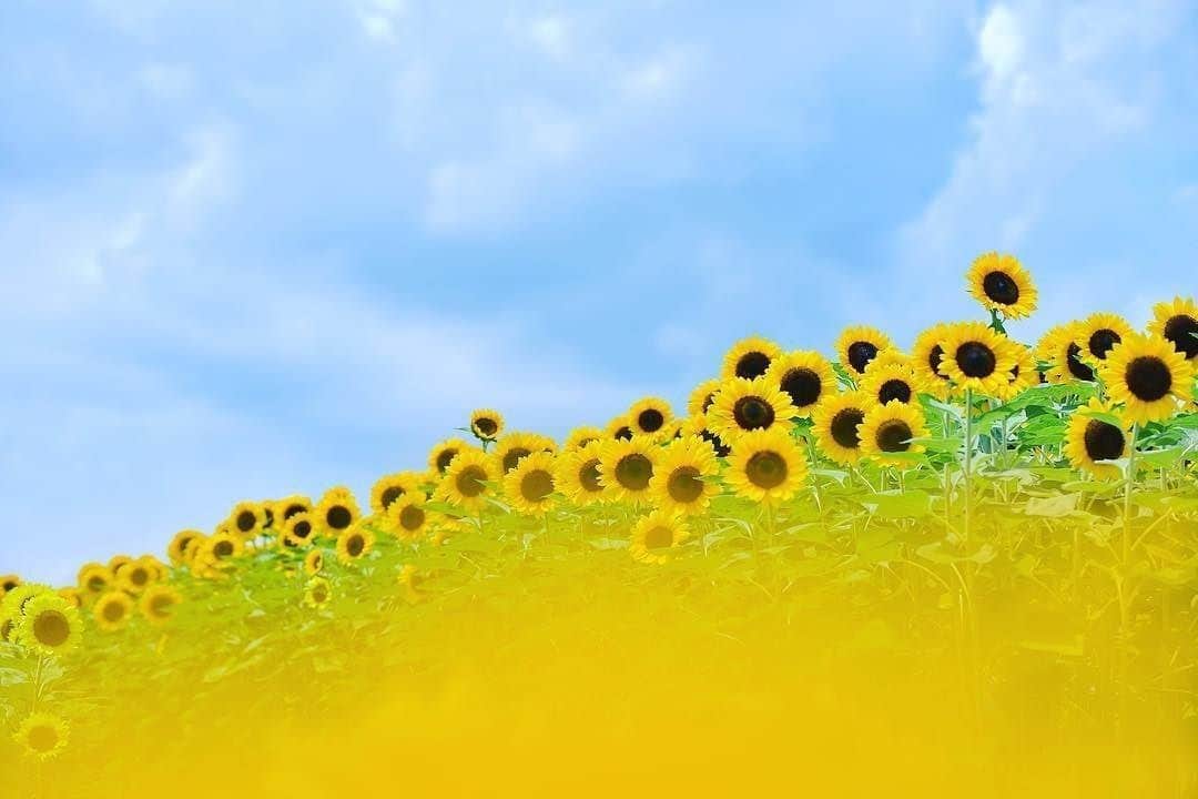 花の写真館のインスタグラム：「Photo by @azumi_ru.⠀ https://instagram.com/azumi_ru/⠀ .⠀ Original Post[投稿頂いたURL]⠀ https://www.instagram.com/p/BXHaL4EDL75/⠀ .⠀ 本アカウントは、 #私の花の写真 をつけてInstagramに投稿された皆さまの花の写真や、「花の写真館」Facebookページで投稿された花の写真を紹介します。⠀ 「花の写真館」Facebookページは、「 @floral.photograph 」のプロフィールにあるURLからご覧ください。⠀ .⠀ #花の写真館 #floralphotograph #floralphoto #flower #flowers #富士フイルム #FUJIFILM⠀ Follow: @floral.photograph」